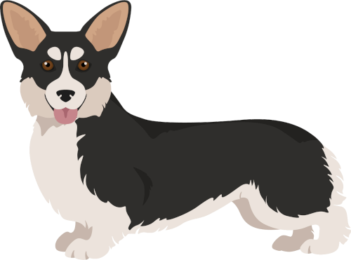 corgi